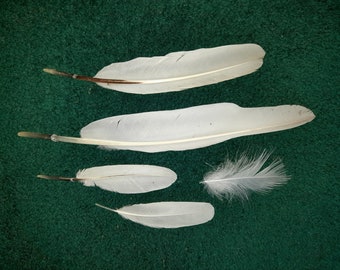 Naturally molt feathers. Cruelty free.