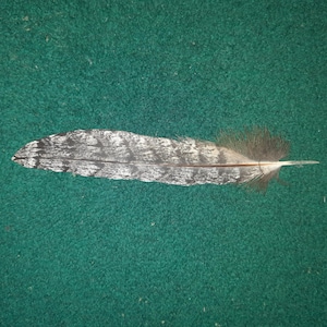 Naturally molt feather. Cruelty free.