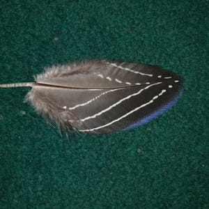 Naturally molt feather. Cruelty free.