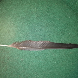 Naturally molt feather. Cruelty free.