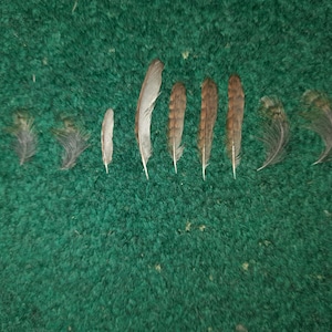 Naturally molt feathers. Cruelty free.