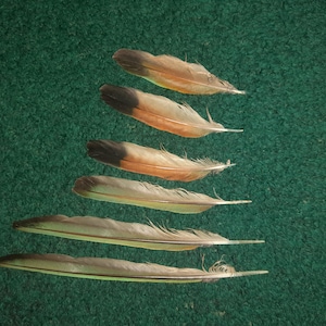 Naturally molt feathers. Cruelty free.