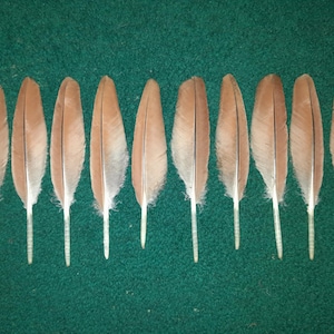 Naturally molt feathers, cruelty free.