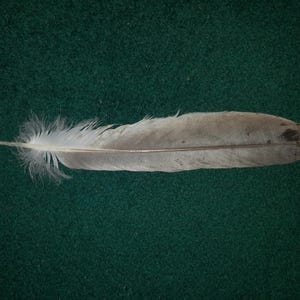 May include: A single, light-coloured feather with a dark brown tip lies on a dark green surface. The feather has a central quill and soft, fluffy barbs. The feather's colour is primarily a muted grey with some brown markings.