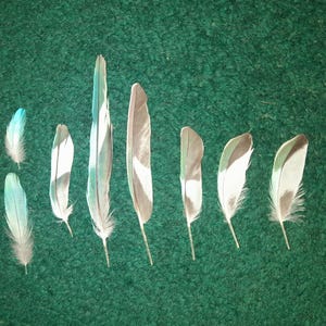 Naturally molt feathers. Cruelty free.