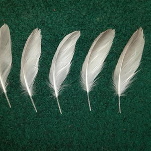 Naturally molt feathers. Cruelty free.