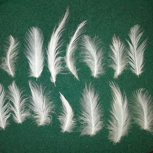 Naturally molt feathers, cruelty free.