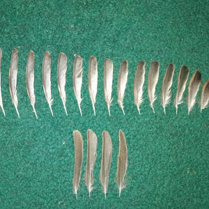 Naturally molt feathers, cruelty free.