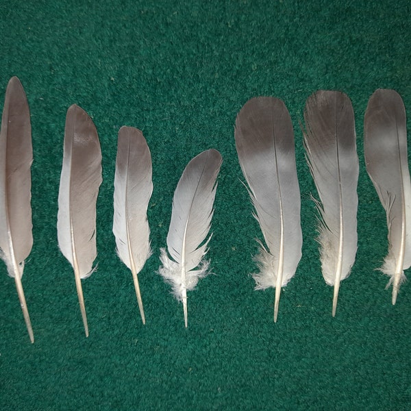 Naturally molt Pigeon feathers, cruelty free.