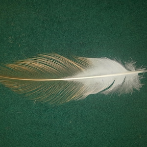 Naturally molt feather. Cruelty free.