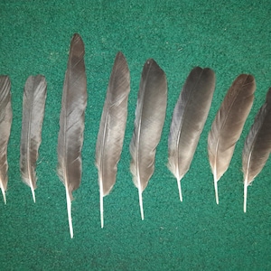 Naturally molt feathers, cruelty free.
