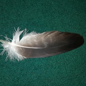 Naturally molt feather. Cruelty free.