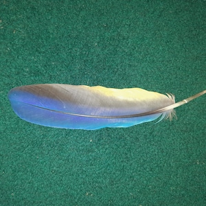 Naturally molt feather. Cruelty free.