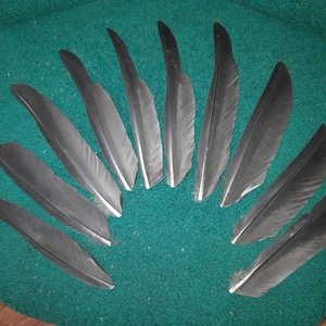Naturally molt feathers, cruelty free.