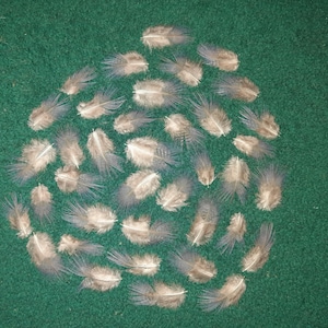 Naturally molt feathers, cruelty free.