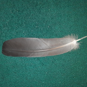 Puede incluir: Una pluma de ave gris con un eje central y barbas finas y suaves que se extienden a lo largo de toda la pieza. La pluma tiene una forma alargada y lisa con una punta redondeada y una base ligeramente estrecha, de color gris uniforme.