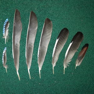 Naturally molt feathers. Cruelty free.