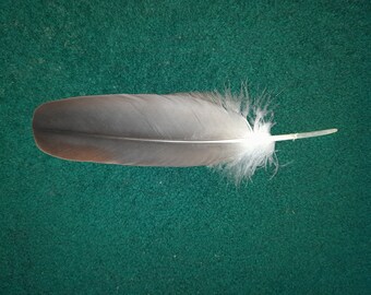 Naturally molt feather. Cruelty free.