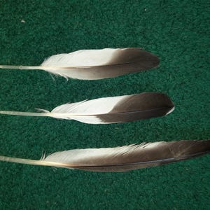 Naturally molt feathers. Cruelty free.