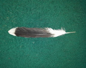 Naturally molt feather.  Cruelty Free.