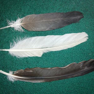 Puede incluir: Tres plumas de ave grandes dispuestas horizontalmente. La pluma superior es de color gris oscuro con una base más clara. La pluma central es de color blanco sólido con un raquis central. La pluma inferior es marrón oscuro, curva y con base blanca.