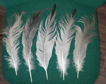 Plumas que mudan naturalmente. Libre de crueldad.