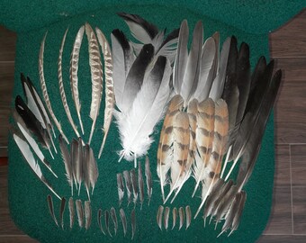 Naturally molt feathers. Cruelty free.