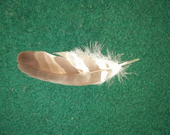 Naturally molt feather. Cruelty free.