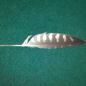 Naturally molt feather.  Cruelty Free.