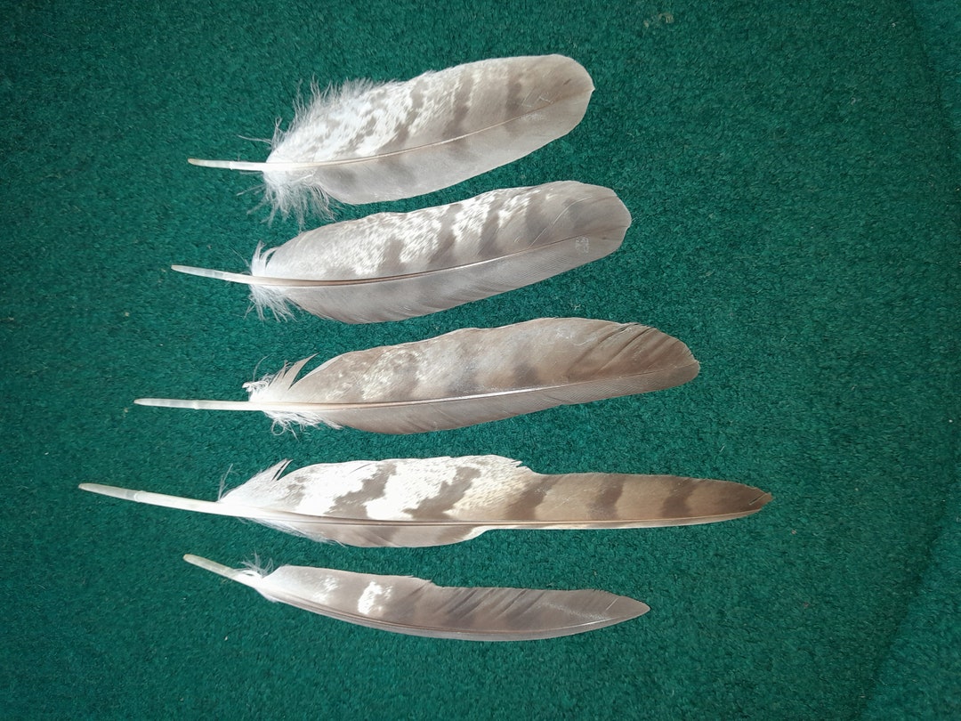 Naturally Molt Feathers. Cruelty Free. Etsy