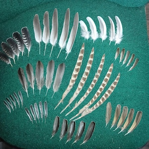 May include: A collection of assorted bird feathers in various sizes and shapes. The set includes long, slender grey and white striped feathers, solid grey feathers, small white feathers, and dark grey feathers with distinct white-tipped edges.