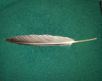 Pluma que muda naturalmente. Libre de crueldad.