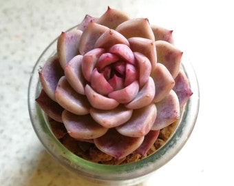 Echeveria Red Velvet whole plant, Rare Succulent Red Velvet, Pretty Pink Purple Succulent House Plant, Living Echeveria Laui Hybrid