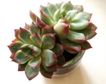 Echeveria Pulidonis, Double Headed Echeveria Hybrid Succulent Plant, Rare Korean Succulent Plant, Lovely House Plant with Red Tips