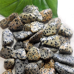 Dalmatian Stone - A Fun and Protective Crystal