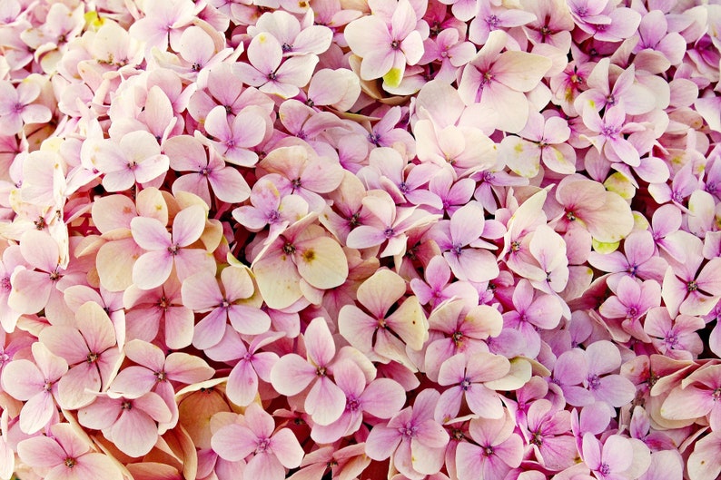 Protection Flowers Summer Decor Incense Sticks Autumn Decor Wiccan Decor Hydrangea Wreath Incense Incense Cones Friendship