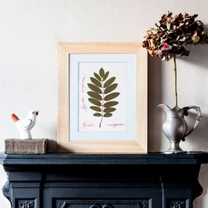 Sorbus Aucuparia / Pressed Leaf / Herbarium Frame / - Etsy