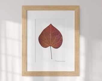 Heartfelt Gift - Real Pressed Cercis Canadensis Leaf Picture, Housewarming