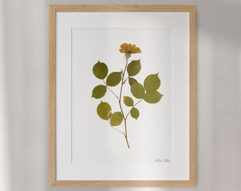 Pressed Flower Herbarium: Botanical Rose Collection for Home Decoration, Large Pressed Flower