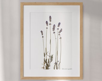Lavandula Herbarium in Pressed Flower Picture Frame for Home Decor. Provence Style Delight