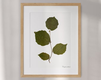 Hazelnut Beauty: Pressed Leaf Wall Art for Home Elegance. Framed Artwork.