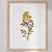 see more listings in the Pressed plants - LARGE  section