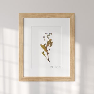 🖼️ framed picture of Forget-me-not