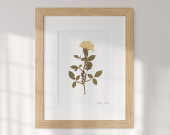 Pressed Flower Rose 'Kent' - Botanical Elegance for Home Decor, framed picture