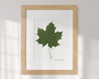 Norway Maple Leaf Frame Picture - Real Pressed Plant Art