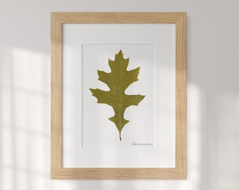 Scarlet Oak Leaf - Real Pressed Plant Framed Art - Quercus Herbarium