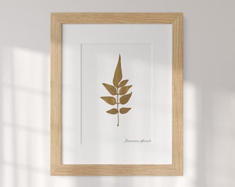 Symbol of love and romance - Pressed Jasmine Leaf, Dried framed fragrant plant, Herbarium Frame, Hanging Botanical Decor