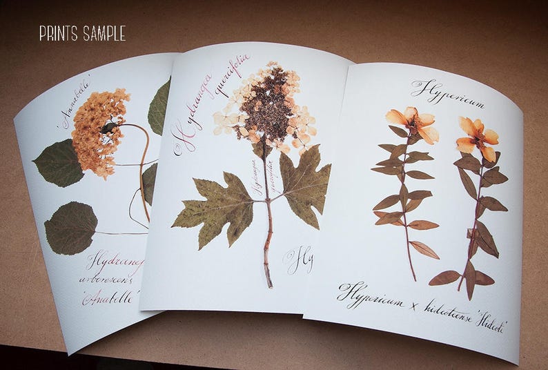 Herbarium / Botanical print set / Hand calligraphy font / Handcrafted watercolor / Decoration murale / Home sweet home sign / Wallpaper art image 8