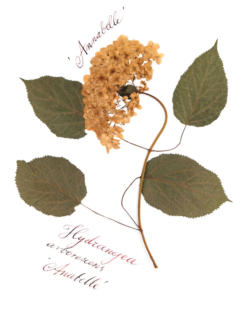 Pressed flower art Dried Annabelle hydrangea botanical print 1st anniversary gift for her