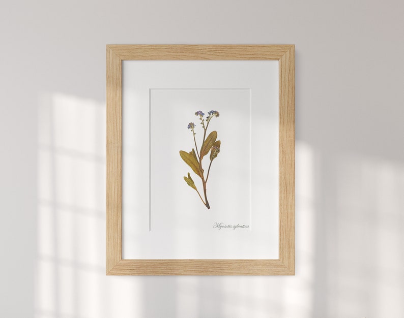 🖼️ framed picture of Forget-me-not